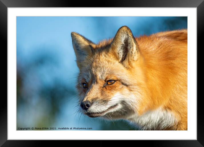 Red Fox in beautiful sun light Framed Mounted Print by Fiona Etkin