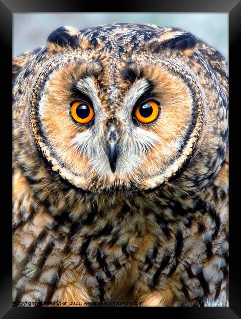 European Eagle Owl portrait Framed Print by Fiona Etkin