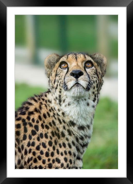 Cheetah caught in an upward gaze Framed Mounted Print by Fiona Etkin