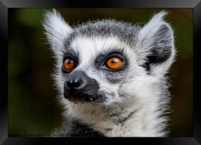 Ringtailed Lemur with bright orange eyes and scary fangs Framed Print by Fiona Etkin