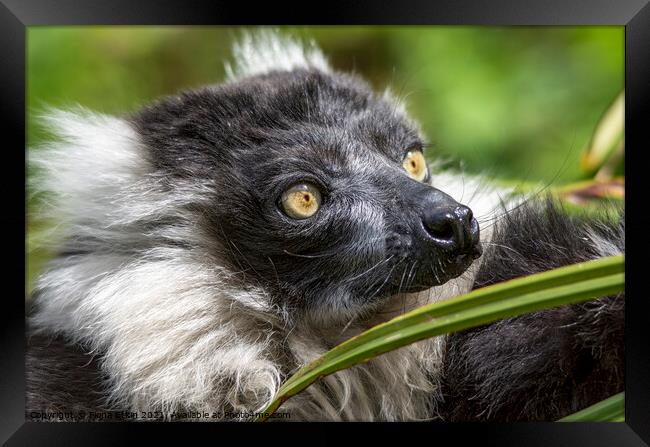 Black and White ruffed Lemur close up portrait  Framed Print by Fiona Etkin