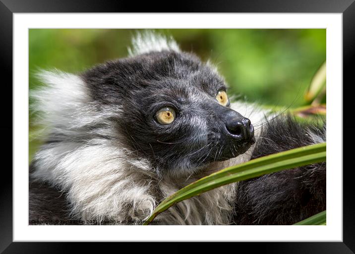 Black and White ruffed Lemur close up portrait  Framed Mounted Print by Fiona Etkin