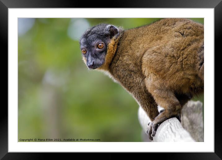 Collared Lemur portrait Framed Mounted Print by Fiona Etkin