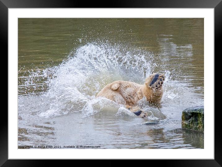 Polar bear diving into water Framed Mounted Print by Fiona Etkin