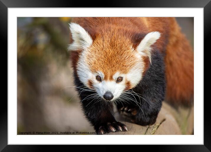 Red Panda taking a stroll Framed Mounted Print by Fiona Etkin
