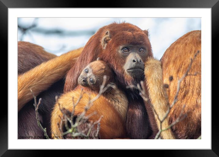 Baby Howler Monkey with mum Framed Mounted Print by Fiona Etkin
