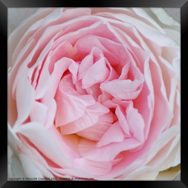 Pink Rose Petals Bud Garden Chestermere Alberta Framed Print by PAULINE Crawford