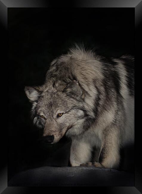 A wolf that is looking at the camera Framed Print by PAULINE Crawford