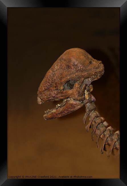Prehistoric Dinosaur Dino Bones Skull Drumheller A Framed Print by PAULINE Crawford
