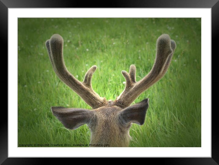 Wild Deer Antlers Resting Field Calgary Alberta Framed Mounted Print by PAULINE Crawford