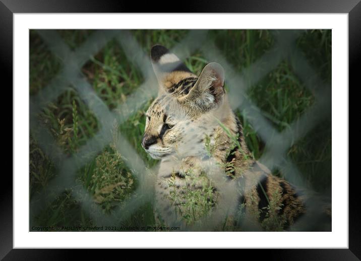 Serval Wild Cat in Canada Framed Mounted Print by PAULINE Crawford