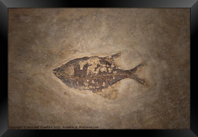 Prehistoric Fossils Fish Fossil in Rock or Stone Framed Print by PAULINE Crawford
