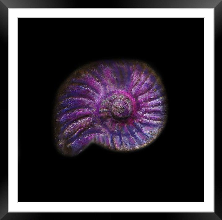 Prehistoric Purple Ammonite Fossil  Framed Mounted Print by PAULINE Crawford