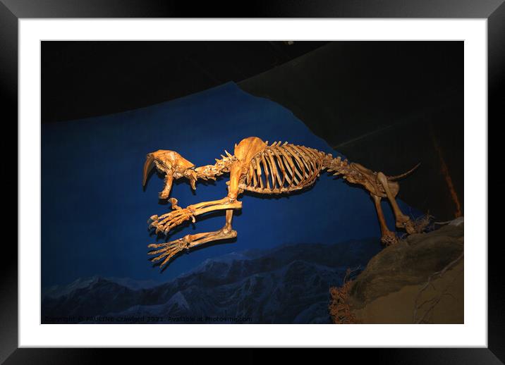Saber Tooth Tiger Cat Skeleton Bones Prehistoric Art Framed Mounted Print by PAULINE Crawford