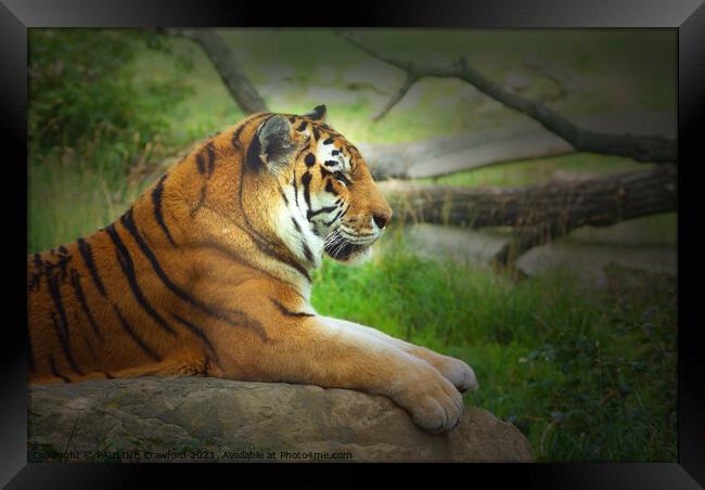 BIG CATS: Bengal Tiger Laying Down in Profile Framed Print by PAULINE Crawford