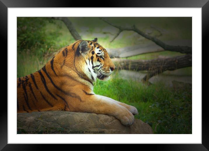 BIG CATS: Bengal Tiger Laying Down in Profile Framed Mounted Print by PAULINE Crawford
