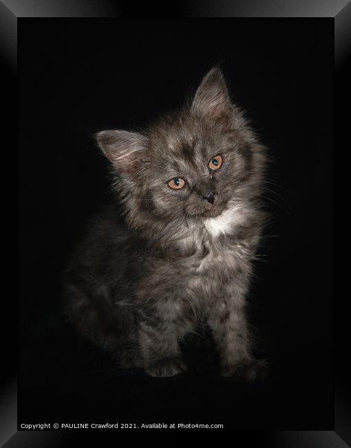 Ragdoll Kitten Cat with Black Smoke fur and Orange eyes Framed Print by PAULINE Crawford