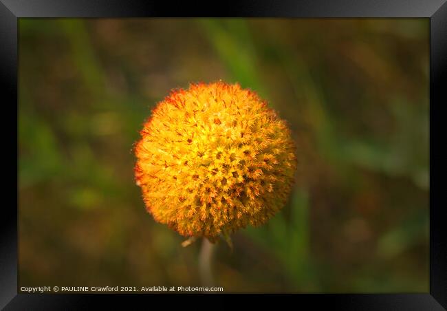 Yellow Orange Seed Pod Round Flower Without Petals Framed Print by PAULINE Crawford