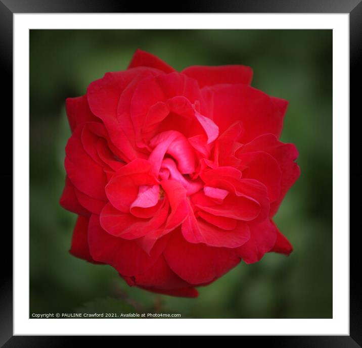 Red Rose Bud Petals Framed Mounted Print by PAULINE Crawford
