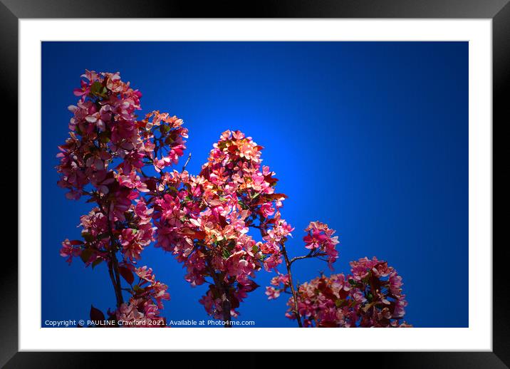 Flowering Crabapple Tree Flower Blossoms Blue Sky Framed Mounted Print by PAULINE Crawford