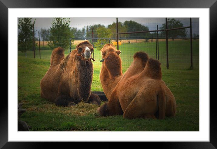 2 Camels laying down in grass covered field Framed Mounted Print by PAULINE Crawford