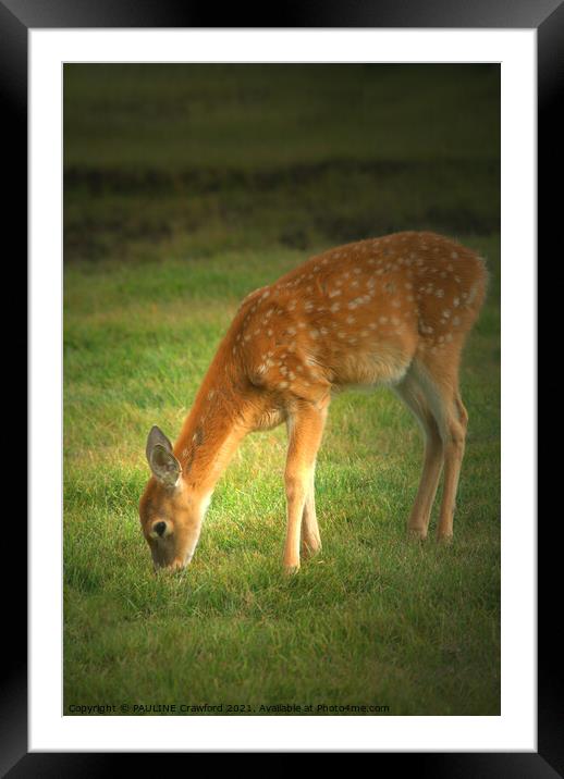 Baby Fawn Deer Nibbling Grass in the Field Framed Mounted Print by PAULINE Crawford