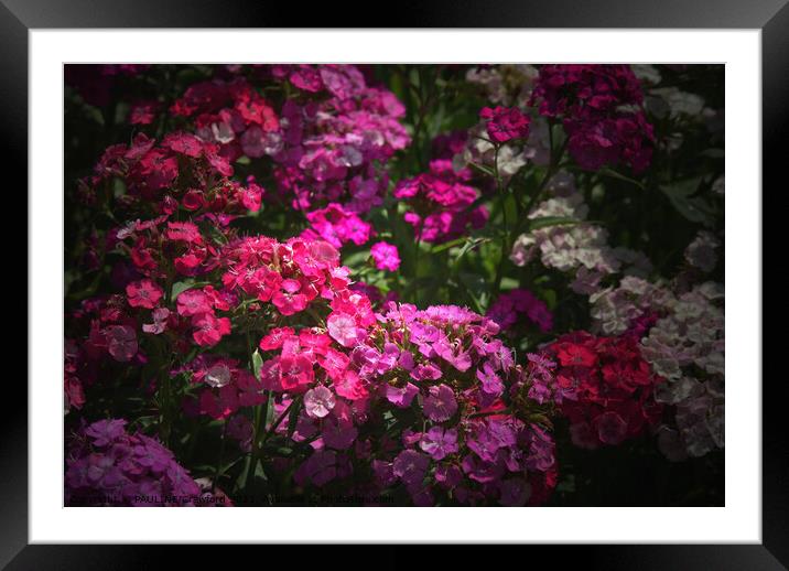 Phlox Wild Flowers Pink and Fuschia English Garden Framed Mounted Print by PAULINE Crawford