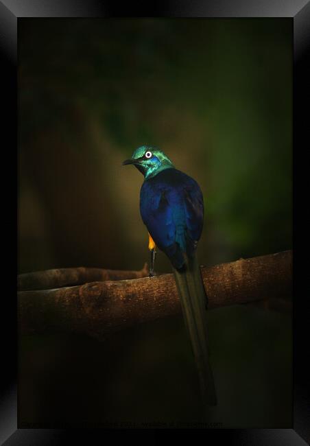 Exotic Blue and Green Bird Long Tail Feathers Framed Print by PAULINE Crawford