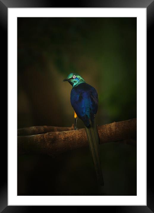 Exotic Blue and Green Bird Long Tail Feathers Framed Mounted Print by PAULINE Crawford