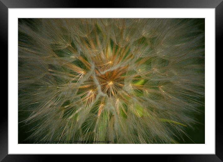 Dandelion Fluff Seed Pod Flower Plant Framed Mounted Print by PAULINE Crawford