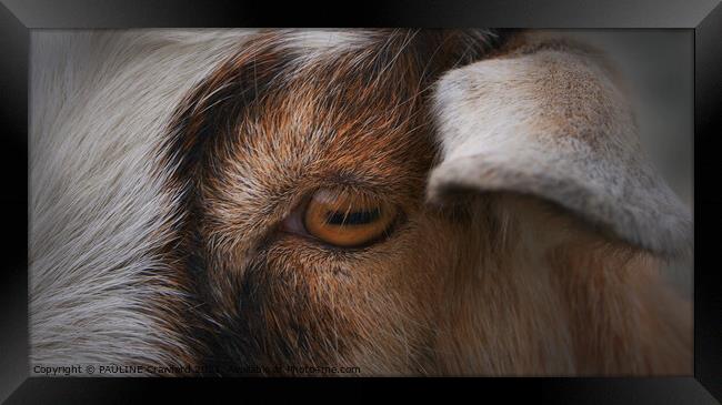 Eye of the Goat Framed Print by PAULINE Crawford