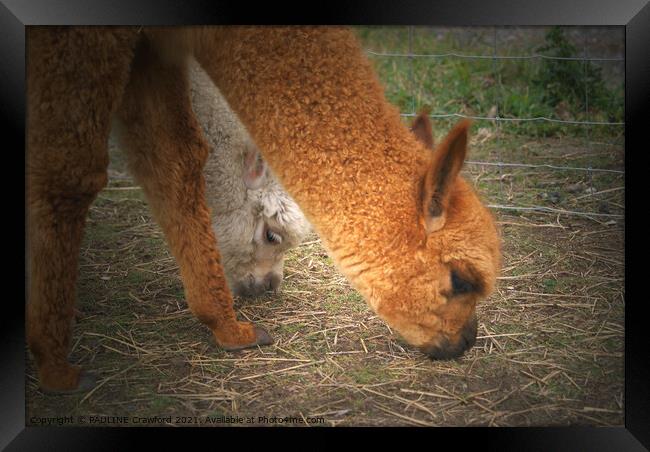 2 Alpaca Lamas Nibbling Grass Framed Print by PAULINE Crawford
