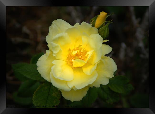 Yellow Rose Petals with Rosebud Framed Print by PAULINE Crawford