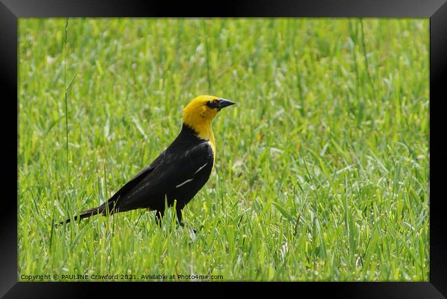 Yellow Black Bird in Green Grass Field Framed Print by PAULINE Crawford