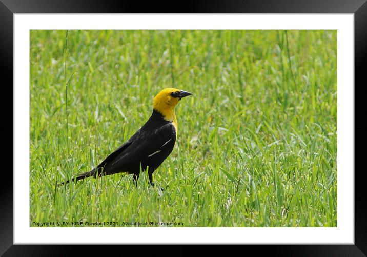Yellow Black Bird in Green Grass Field Framed Mounted Print by PAULINE Crawford