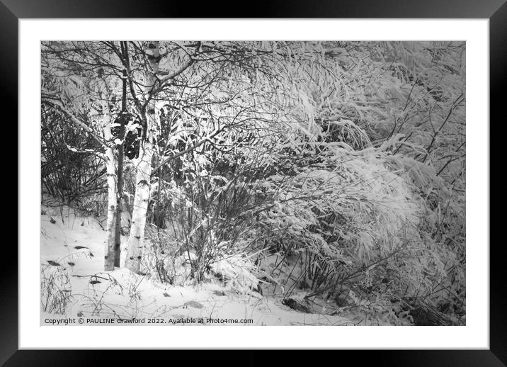 Winter Birch Trees in Black and White with Snow Framed Mounted Print by PAULINE Crawford