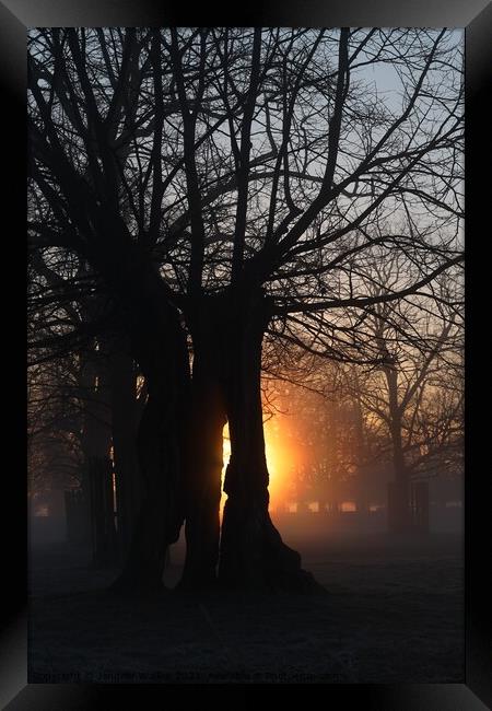 Sunrise in Bushy Park Framed Print by Jennifer Walker