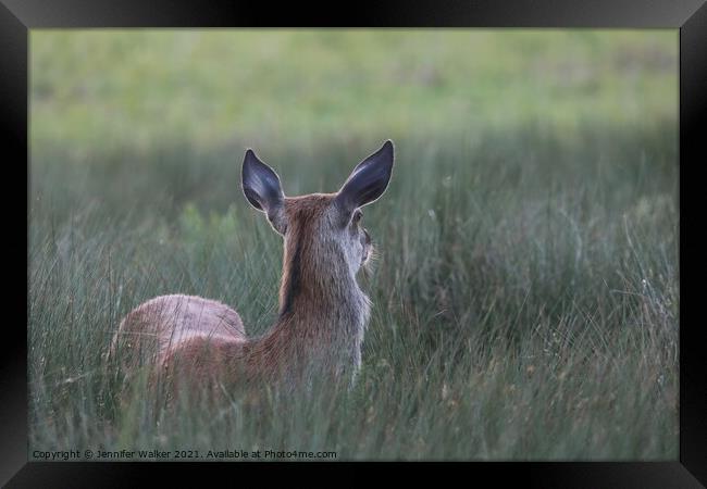 Red Deer Hind in Bushy Park Framed Print by Jennifer Walker