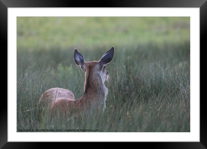 Red Deer Hind in Bushy Park Framed Mounted Print by Jennifer Walker