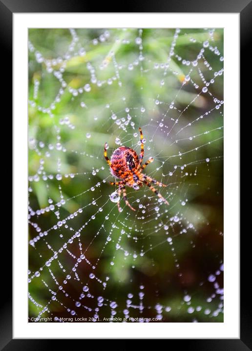 Spider and rain drops on the web Framed Mounted Print by Morag Locke