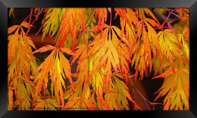 Acer Autumn colour Framed Print by Mark Hetherington