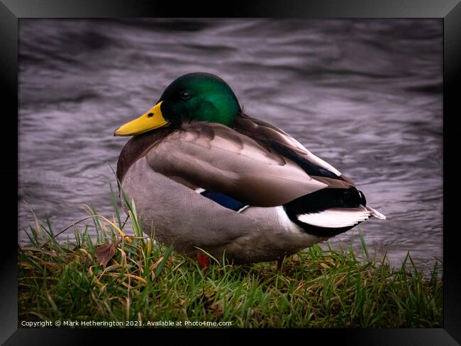 Male Mallard Duck Framed Print by Mark Hetherington