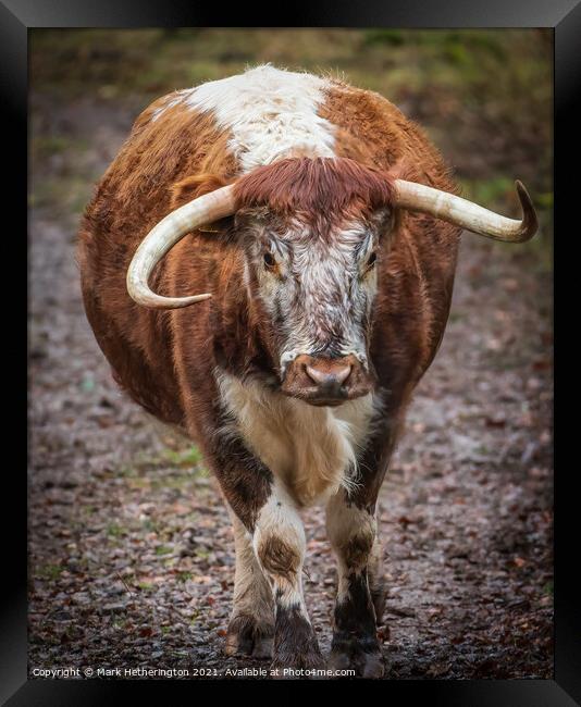 English Longhorn Cow Framed Print by Mark Hetherington