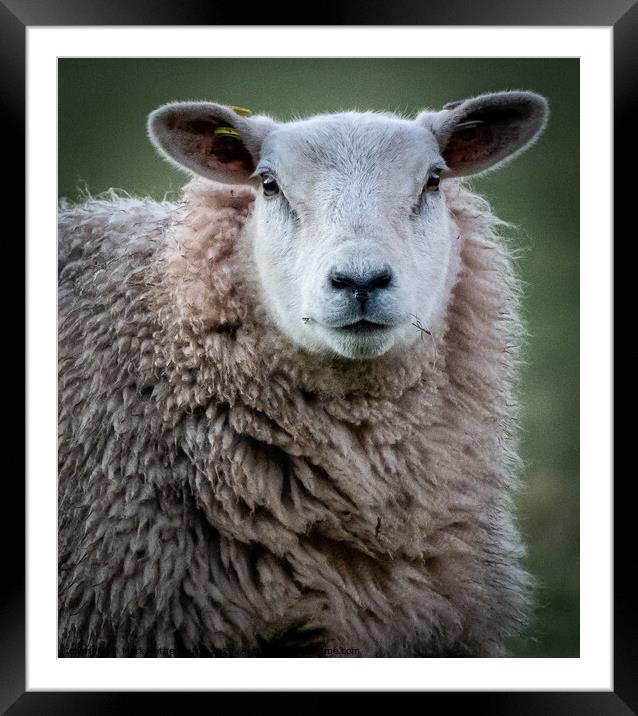 An inquisitive sheep Framed Mounted Print by Mark Hetherington