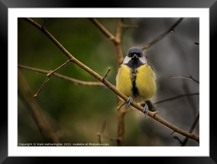 A Great Tit at Leighton Moss Nature Reserve Framed Mounted Print by Mark Hetherington