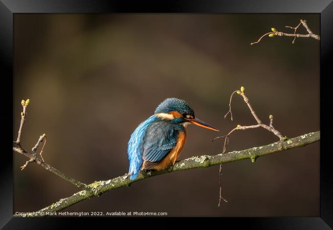 Kingfisher waiting for lunch  Framed Print by Mark Hetherington
