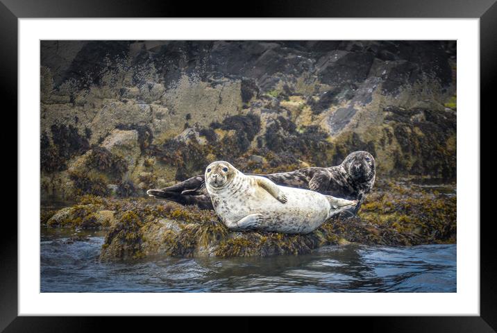 Seals lounging around Framed Mounted Print by Mark Hetherington