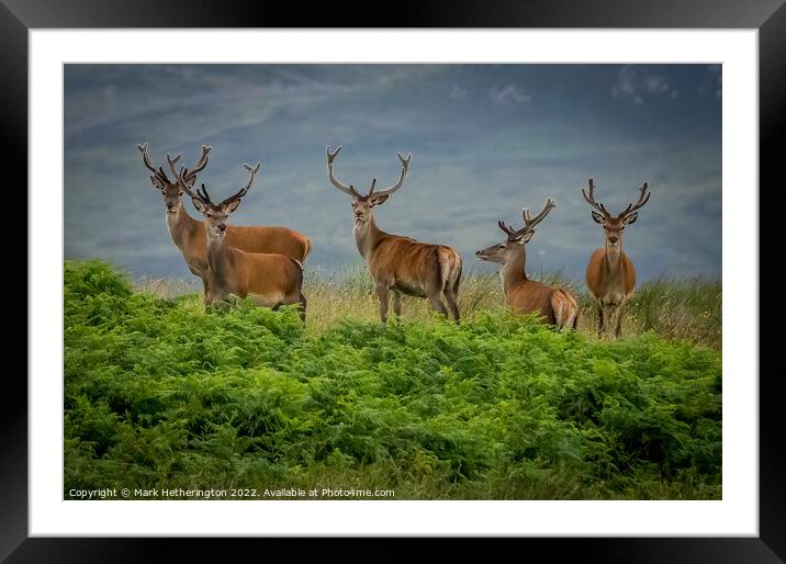 Red Deer in North West of Scotland Framed Mounted Print by Mark Hetherington