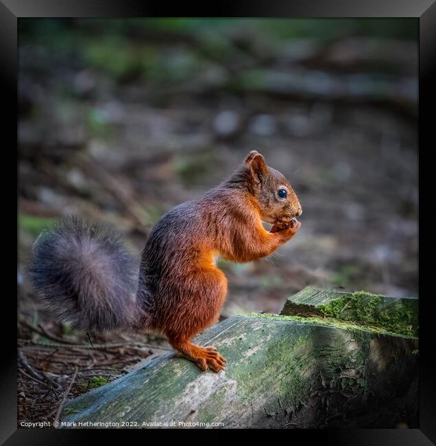 Red squirrel in the woods Framed Print by Mark Hetherington