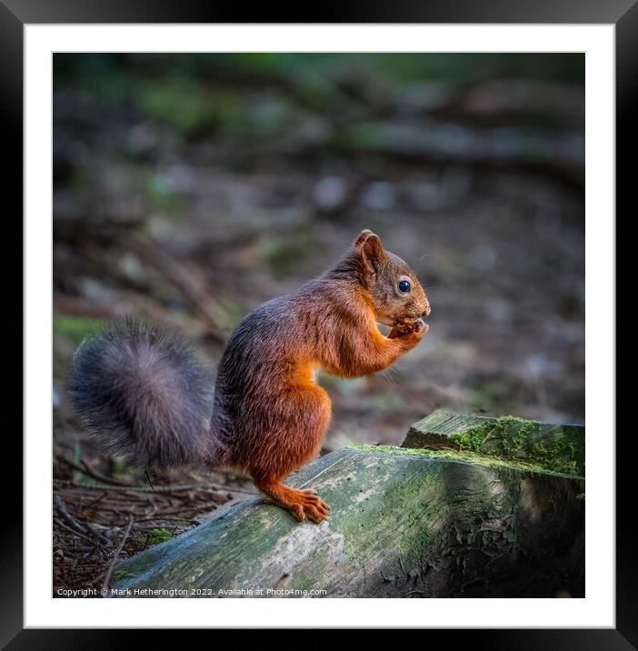 Red squirrel in the woods Framed Mounted Print by Mark Hetherington